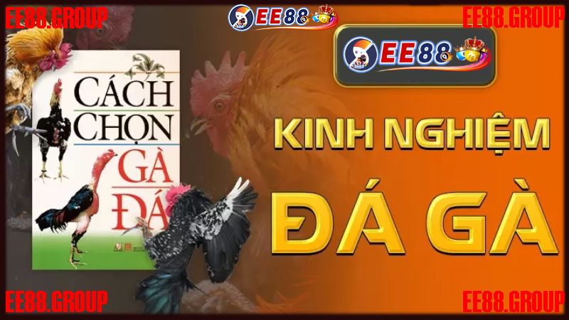 Kinh nghiệm đặt cược đá gà EE88 luôn thắng